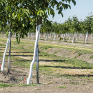 Orchard trees