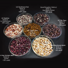 The new varieties released by UC Davis include seed coat patterns and cooking quality that are desired by chefs and home cooks. The new varieties combine these characteristics with improved productivity and disease resistance on organic farms. (Travis Parker/UC Davis)