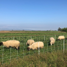 Sheep graze on winter cover crop at Russell Ranch, UC Davis. (photo Alda Pires)