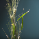 Wheat plants photographed in Robbins Hall at UC Davis. UC Davis Professor Jorge Dubcovsky and Postdoctoral Researcher Josh Hegarty are collaborating with flour mills and artisan bakers to test and select a variety of Triticale, a hybrid that combines wheat and rye. (photo Karin Higgins/UC Davis)