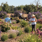 The field trial at UC Davis with participants at one of the past events.