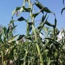 Corn growing in field