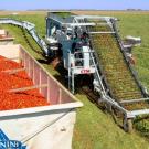 tomato harvester