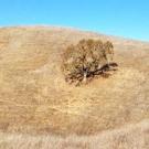 Rangeland