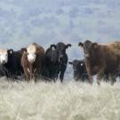 Cattle in field