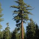 Sugar pine tree