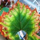 Grape leaf