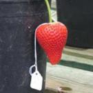 close-up photo of strawberry
