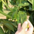 Weed Day, UC Davis
