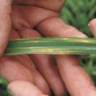 Wheat stripe rust