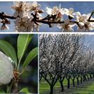 Almond photos (UC ANR)