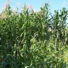 Sierra Mixe corn growing in a field in Davis, California, next to a modern conventional corn variety (in foreground). The Sierra Mixe corn can grow up to 16 feet tall. (photo: Alan Bennett/UC Davis)