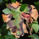 Grapevine leaf displaying characteristic symptoms of Pierce’s Disease