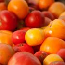 Tomatoes of different shades are lazily piled into a small heap.