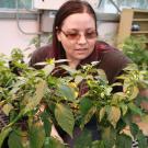 Randi Jimenez with pepper plants in the greenhouse