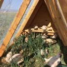 Chickens graze and perch inside a wooden structure 