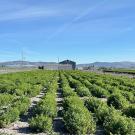 Rows of green bushy plants extend toward farm buildings mid-range, with low mountains at the horizon and blue sky above.