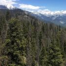 Wide landscape showing close and distant mountains, with many dead pine trees in the foreground.