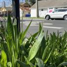 close-up of low green plants with wide leaves and spiky stalks, along a street edge