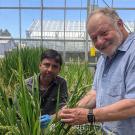 Two men in a greenhouse with green grassy-looking plants