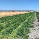 A broad field with rows of short green crops in the middle and rows of tall brown grass at the sides