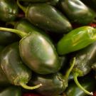 Close-up of fat green chile peppers