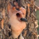 Close-up of an insect by a hole on a tree, with pinkish goo all around the hole. It's disgusting.