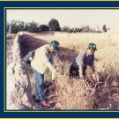 An old photo showing two men wearing green ball caps in a field of tall, slender, golden plants.