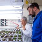 Woman in a lab looking at long trays of little plants. A man looks from behind her.