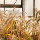 Dubcovsky wheat research