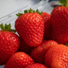 Close-up of several luscious, shiny, red strawberries