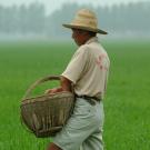 Three people walk in a field of green rice, holding baskets.