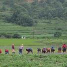 Men and women in a line, bent over as they work in a green field, with a steep mountain in the background.