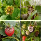 Various stages of spoilage in a strawberry from the Botrytis fungus.