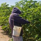 Man by rows of fig trees, carrying a white bucket, with his hands on fruit hanging from the tree.