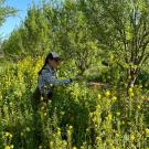 A woman standing in tall mustard grass with yellow flowers growing between rows or orchard trees.