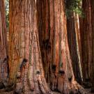 A grove of giant sequoias in Sequoia National Park. (Getty)