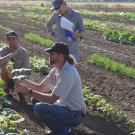 A man squats amid furrows and rows of low crops, with a few other people standing nearby looking at him.