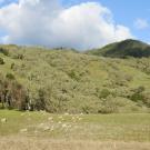 Hillside landscape with trees and sheep grazing