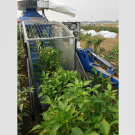 Jalapeños harvested by a mechanical harvester in a field.