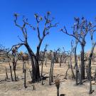 Strangely shaped trees stand blackened against a desert landscape and blue sky.