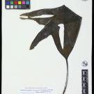 A pressed  Laminaria setchellii specimen. 