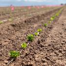 In the foreground, a close-up of furrows in a field, with young lettuce heads planted. The furrows point toward the horizon, with farm buildings and a dramatic cloudy-and-blue sky.