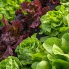 A few rows of beautiful, fresh lettuce of different varieties in the ground.