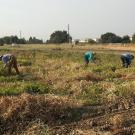 Three people working in a field of bean plants.