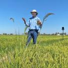 Man in a field of knee-high, green, grassy plants.