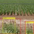 Rows of corn in the bacground. In front, weeds near a dirt road, with yellow and red squared drawn around them.