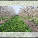 A row of trees in an orchard. Green plants are growing from the ground in between the trees.