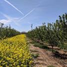 mustard covercrop