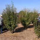 Two people tending a stand of large bushes.